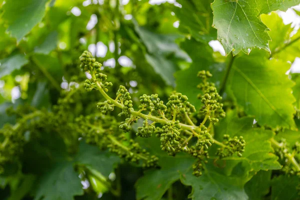 Affirmed young cluster on a vine sunlit by the spring sun.