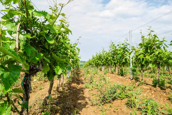 Sırbistan 'ın Sremski Karlovci kentinde geleneksel tarımda genç asmalar yetiştirildi.