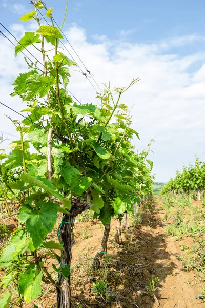 Sırbistan 'ın Sremski Karlovci kentinde geleneksel tarımda genç asmalar yetiştirildi.