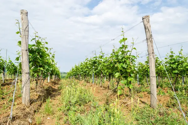 Sırbistan 'ın Sremski Karlovci kentinde geleneksel tarımda genç asmalar yetiştirildi.