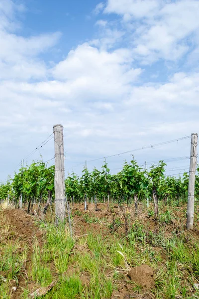 Sırbistan 'ın Sremski Karlovci kentinde geleneksel tarımda genç asmalar yetiştirildi.