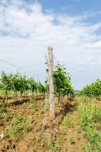 Sırbistan 'ın Sremski Karlovci kentinde geleneksel tarımda genç asmalar yetiştirildi.