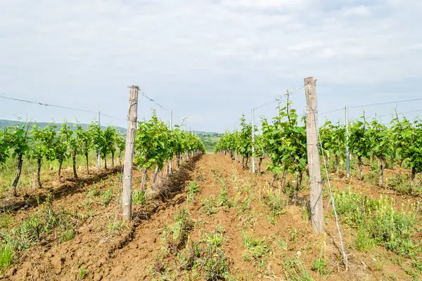 Sırbistan 'ın Sremski Karlovci kentinde geleneksel tarımda genç asmalar yetiştirildi.
