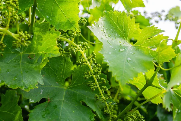 Affirmed young cluster on a vine sunlit by the spring sun.