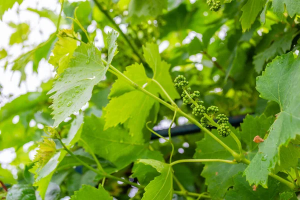 Affirmed young cluster on a vine sunlit by the spring sun.