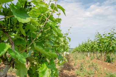 Affirmed young cluster on a vine sunlit by the spring sun.