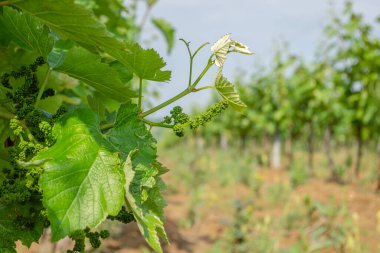 Affirmed young cluster on a vine sunlit by the spring sun.