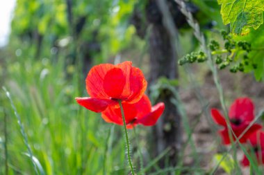 Çiçeklenme aşamasındaki buğday tarlasında bir demet çiçek. Tarlada yetiştirilen buğday bitkilerinin çiçek açma safhası.