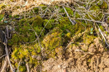 Meyve bahçesindeki kiraz ağacının altında yerde yosun var. Kiraz ağacının gölgesinde güneşli yosun.