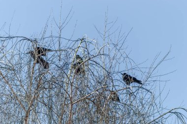 Ağacın tepesinde küçük bir kuzgun sürüsü söğütler.