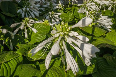 Large white flowers of the hosta capitata plant