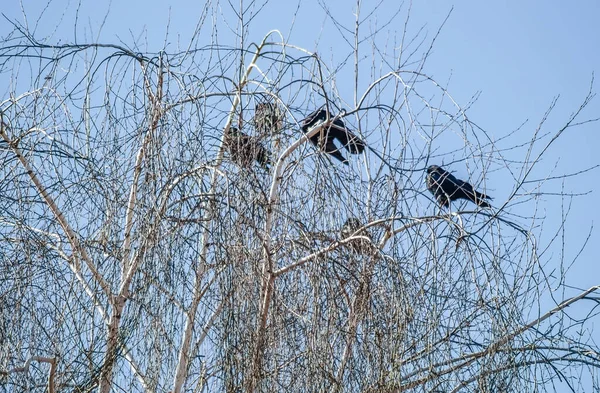 Little Flock Ravens Top Tree Canopy Willows — Stock fotografie