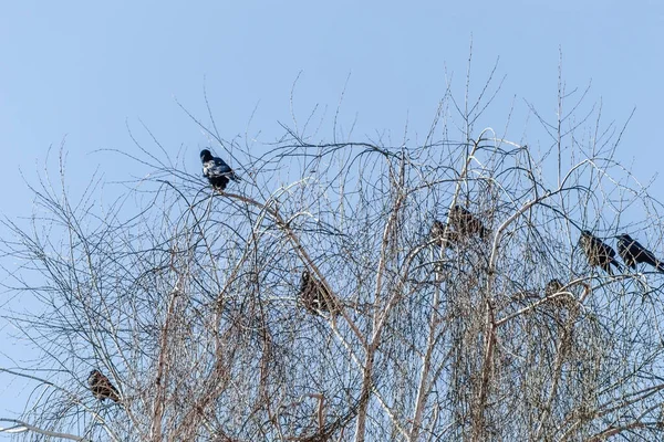 Little Flock Ravens Top Tree Canopy Willows — 스톡 사진
