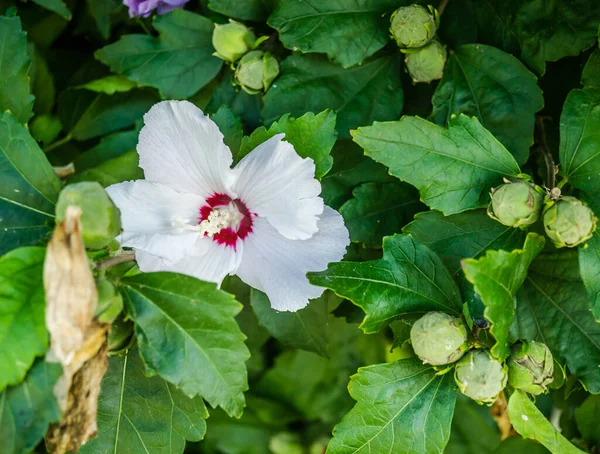 Purple hibiscus flowers from the garden. Close-up of pink and purple hibiscus flowers. Summer flowers that grow in the garden.