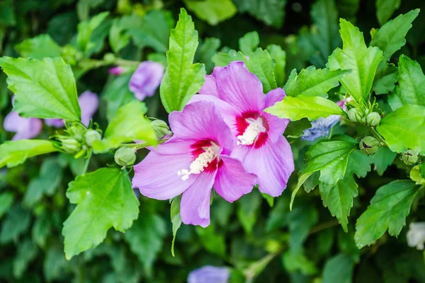 stock image Purple hibiscus flowers from the garden. Close-up of pink and purple hibiscus flowers. Summer flowers that grow in the garden.