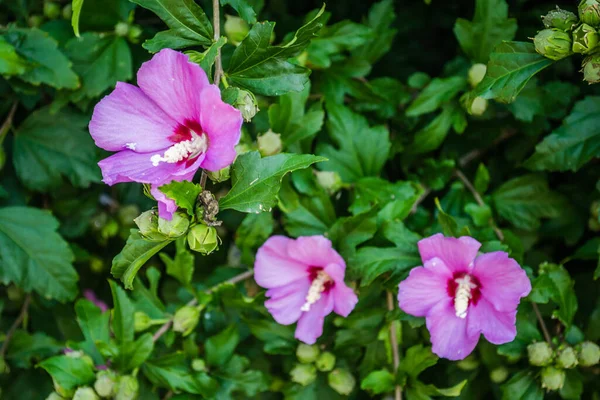 Stock image Purple hibiscus flowers from the garden. Close-up of pink and purple hibiscus flowers. Summer flowers that grow in the garden.