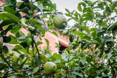 Ağaç dallarında yeşil, olgunlaşmamış limon meyvesi. Ağaçtaki yeşil limonlar hasat için hazır.