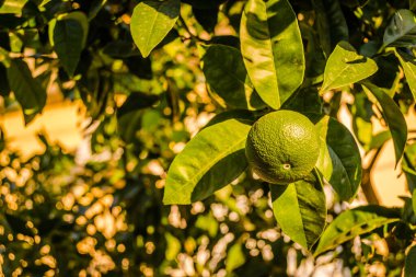Ağaç dallarında yeşil, olgunlaşmamış limon meyvesi. Ağaçtaki yeşil limonlar hasat için hazır.