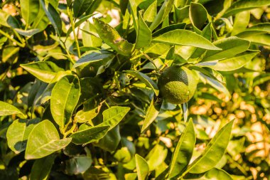 Ağaç dallarında yeşil, olgunlaşmamış limon meyvesi. Ağaçtaki yeşil limonlar hasat için hazır.