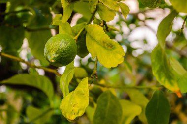Ağaç dallarında yeşil, olgunlaşmamış limon meyvesi. Ağaçtaki yeşil limonlar hasat için hazır.