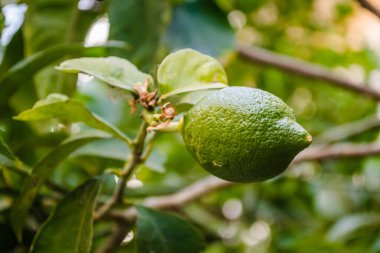 Ağaç dallarında yeşil, olgunlaşmamış limon meyvesi. Ağaçtaki yeşil limonlar hasat için hazır.