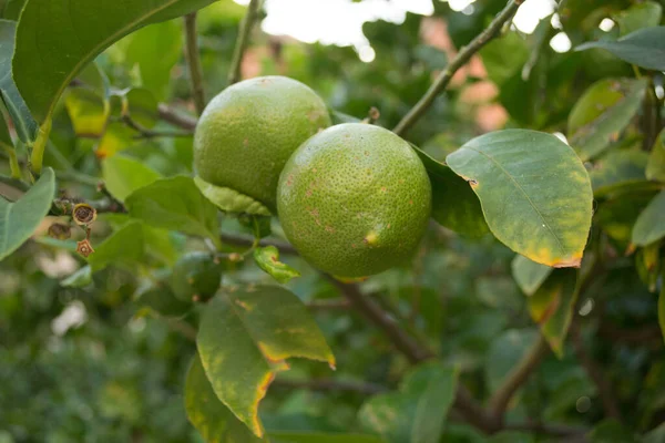 Green Unripe Lemon Fruit Tree Branches Green Limes Tree Ready — Stock Photo, Image