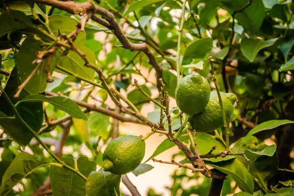 stock image Green, unripe lemon fruit on tree branches. Green limes on the tree ready for harvest