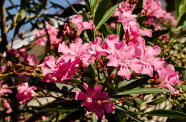 Pembe çiçekler zakkum bitkileri açıyor. Pembe Neryum. Narin pembe zakkum çiçekleri, yazın Yunan sokaklarında.