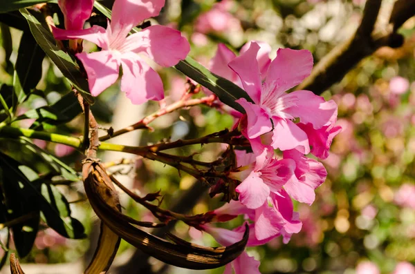 stock image Pink flowers blooming oleander plants. Pink Nerium. Delicate pink oleander flowers, in summer on the Greek streets.