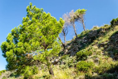 Karadağ 'ın Petrovac na Moru kentindeki ebedi yeşil ağaçlarla kaplı güneşli uçurumlar.