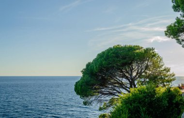 Karadağ 'ın Petrovac na Moru kentindeki ebedi yeşil ağaçlarla kaplı güneşli uçurumlar.