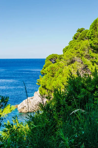 Sunlit Cliffs Covered Branches Evergreen Trees Petrovac Moru Montenegro — Stock Photo, Image