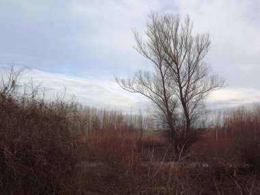 Su basmış bir nehirden suyla kaplı bir orman..
