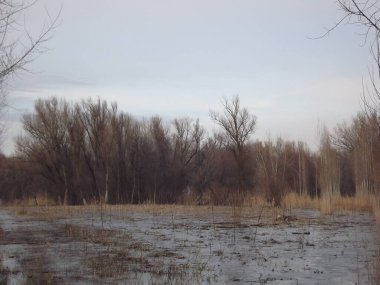 Su basmış bir nehirden suyla kaplı bir orman..