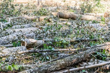 Temiz ormanın manzarası. Kesik kavak gövdelerinin yakın görüntüsü, planlanan orman temizliği..
