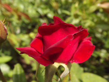 A red rose bud in a spring garden, lit by the sun.