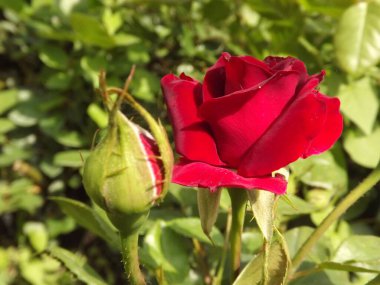 A red rose bud in a spring garden, lit by the sun.