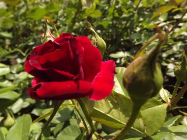 A red rose bud in a spring garden, lit by the sun.