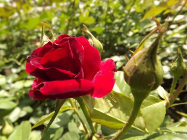 A red rose bud in a spring garden, lit by the sun.