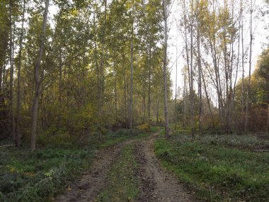 Novi Sad kasabası yakınlarındaki Tuna nehri kıyısındaki orman kurak mevsimde.