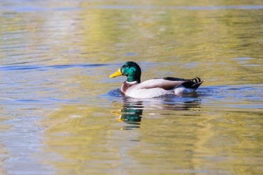 Wild ducks in their natural environment. Wild ducks enjoy the afternoon sun swimming in the lake.