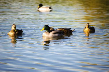 Wild ducks in their natural environment. Wild ducks enjoy the afternoon sun swimming in the lake.