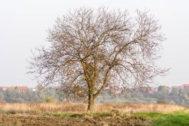 Kış tarım arazisi. Tarlalı kış panoramik manzarası.