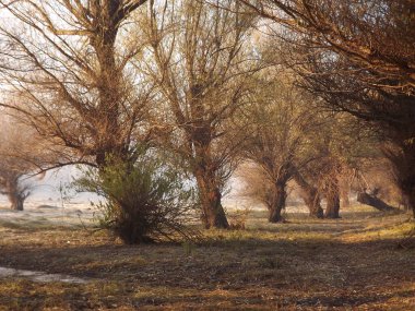 Novi Sad, Sırbistan - Aralık 04. 2013: Sırbistan 'ın Novi Sad kenti yakınlarındaki Tuna Nehri' nin kolları üzerinde gün batımı