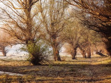 Novi Sad, Sırbistan - Aralık 04. 2013: Sırbistan 'ın Novi Sad kenti yakınlarındaki Tuna Nehri' nin kolları üzerinde gün batımı