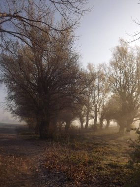 Novi Sad, Sırbistan - Aralık 04. 2013: Sırbistan 'ın Novi Sad kenti yakınlarındaki Tuna Nehri' nin kolları üzerinde gün batımı