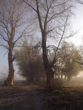 Novi Sad, Sırbistan - Aralık 04. 2013: Sırbistan 'ın Novi Sad kenti yakınlarındaki Tuna Nehri' nin kolları üzerinde gün batımı