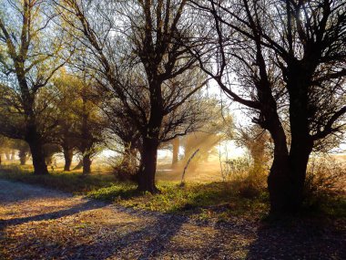 Novi Sad, Sırbistan - Aralık 04. 2013: Sırbistan 'ın Novi Sad kenti yakınlarındaki Tuna Nehri' nin kolları üzerinde gün batımı