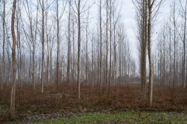 Yılın sonbaharında kavak ağaçları. Yılın sonbahar döneminde orman, sabah güneşi ve sisle aydınlanır..