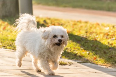 Yaya yolunda minyatür bir Malta köpeği. Güneşli bir kış gününde patikada gezen neşeli beyaz bir Malta köpeği. Malta köpeği cüce köpek ve arkadaş köpek grubuna aittir..